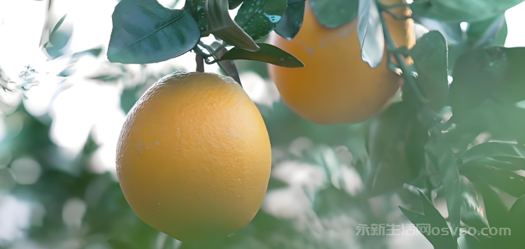 永新“国字号” 脐橙入选2025年第二批全国名特优新农产品名录