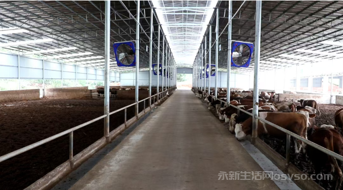 永新：特色养殖产业“牛”劲十足 科技赋能助力乡村振兴图1