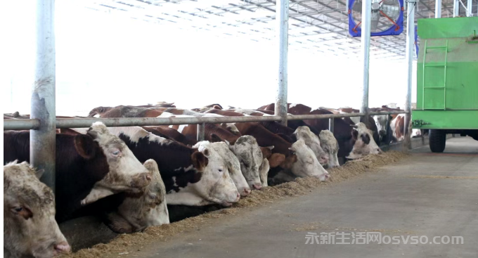 永新：特色养殖产业“牛”劲十足 科技赋能助力乡村振兴图2