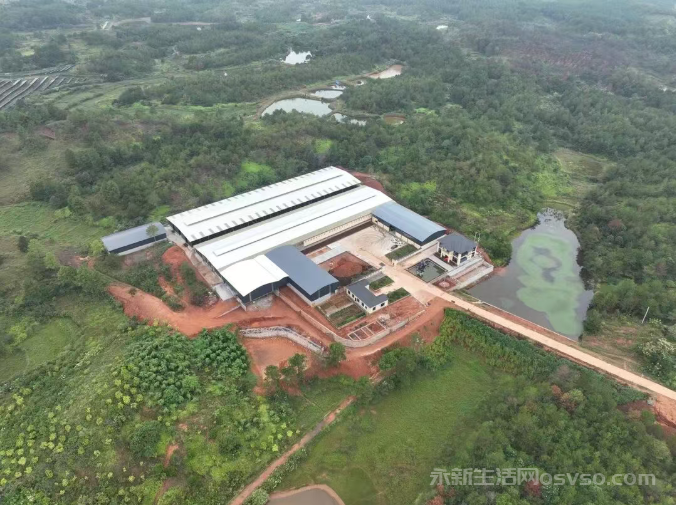 永新：特色养殖产业“牛”劲十足 科技赋能助力乡村振兴图3