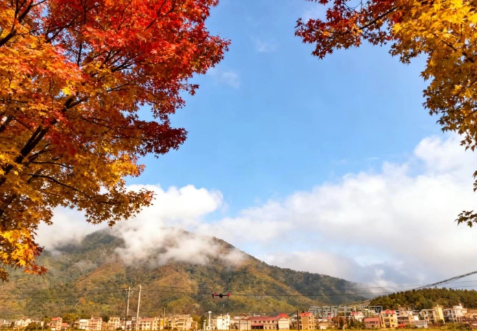 永新：秋染田园金浪涌图1