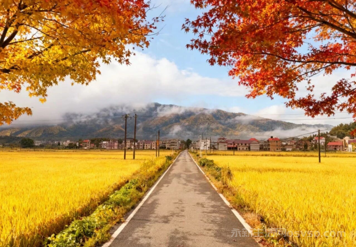 永新：秋染田园金浪涌图2