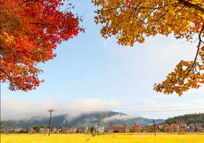 永新：秋染田园金浪涌