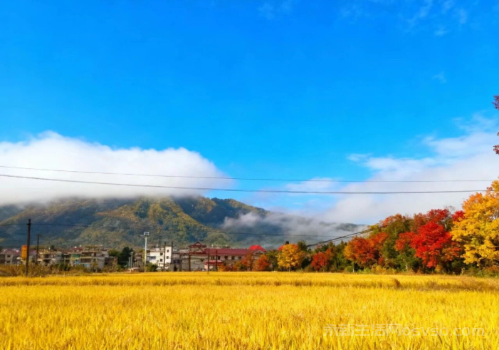 永新：秋染田园金浪涌