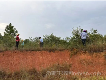 永新县公安局成立油茶采摘巡防小组共同守护村民“致富果”