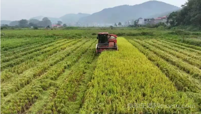 江西永新:21万亩晚稻开镰收割 稻油轮作助农增收