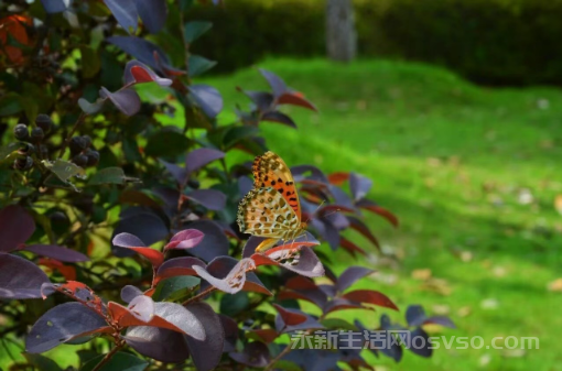 永新：秋叶泛黄时 蝴蝶落枝梢图2