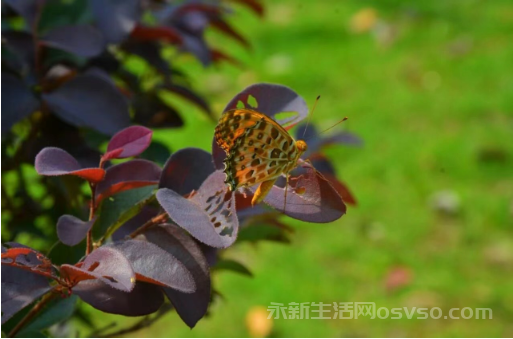 永新：秋叶泛黄时 蝴蝶落枝梢