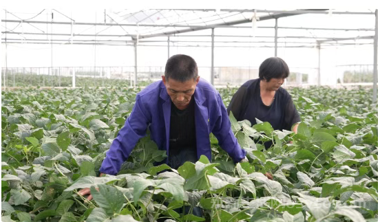 永新县文竹镇300余亩毛豆长势旺盛 丰产又丰收