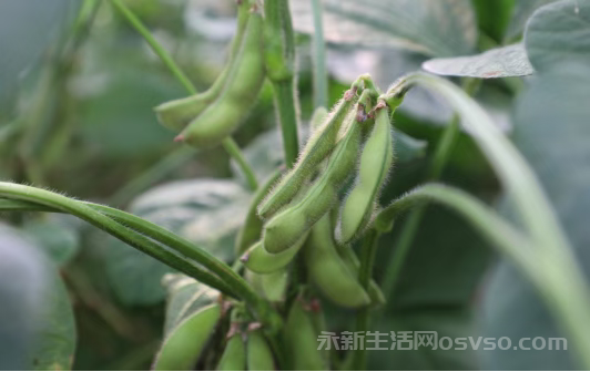 永新县文竹镇300余亩毛豆长势旺盛 丰产又丰收