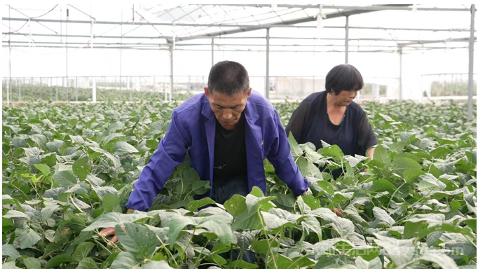 永新:“小毛豆”释放“大能量” 特色产业助农势头强