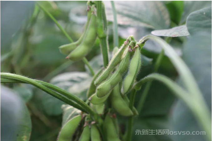 永新:“小毛豆”释放“大能量” 特色产业助农势头强
