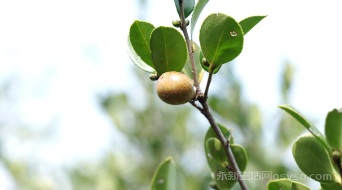 永新:“金果”挂枝头 万亩油茶喜丰收