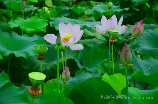永新县在中乡斜陂村百亩荷塘迎来最佳观赏期图1