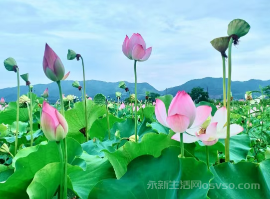 永新：下王村荷事美丽月色荷塘