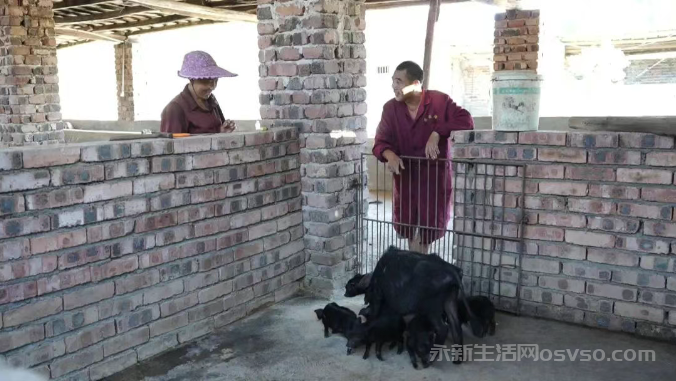 永新县才丰乡：发展特色黑猪养殖为乡村振兴注入新动能