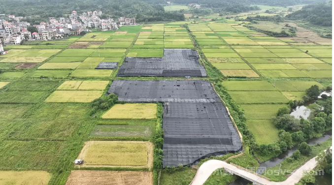 永新沙市镇：竹荪大丰收村民采收忙
