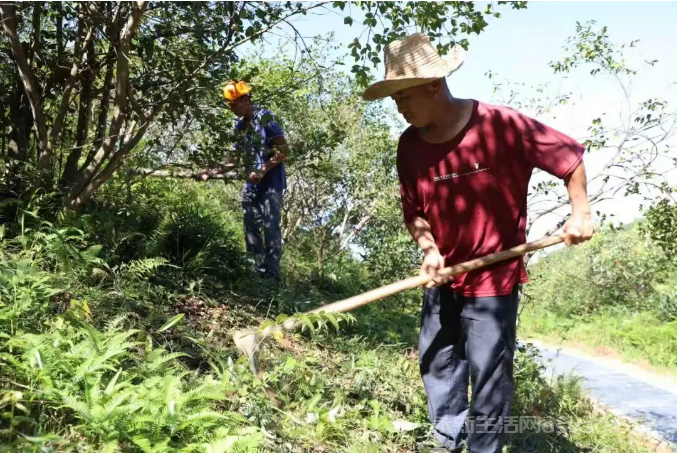 永新县各地组织农户抢抓农时对油茶树进行管护