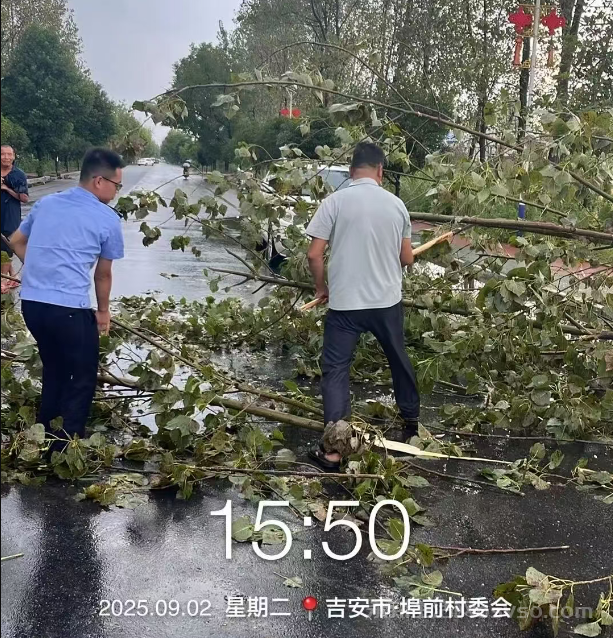 埠前镇共和村：清理路中央树木 道路恢复畅通
