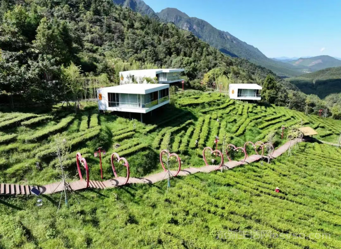 永新：秋茶采摘正当时 茶农旅结合促振兴
