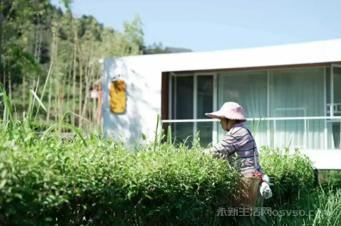 永新：秋茶采摘正当时 茶农旅结合促振兴
