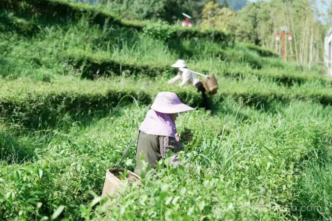 永新：秋茶采摘正当时 茶农旅结合促振兴