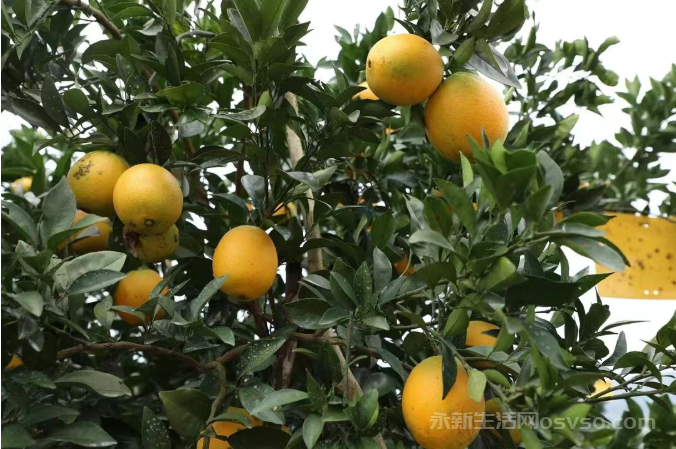 永新：万亩脐橙抢“鲜”上市 串起甜蜜产业链