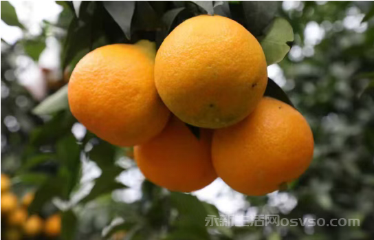 永新县莲洲乡:“红美人”柑橘迎丰收 硕果盈枝开启甜蜜篇章