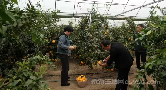 永新县莲洲乡:“红美人”柑橘迎丰收 硕果盈枝开启甜蜜篇章