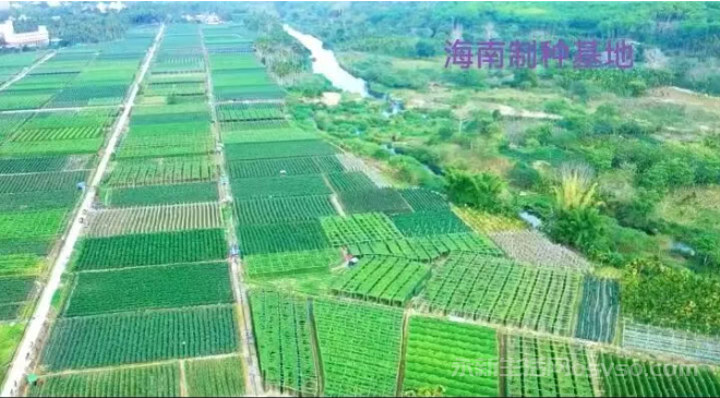 种子情结：一段永不停息的耕耘