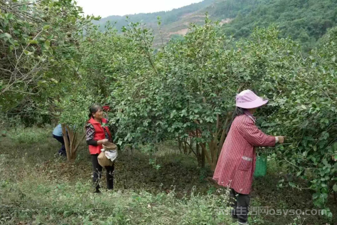 永新:15万亩油茶喜获丰收 “金色茶果”铺就致富路