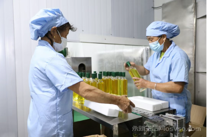 永新:15万亩油茶喜获丰收 “金色茶果”铺就致富路