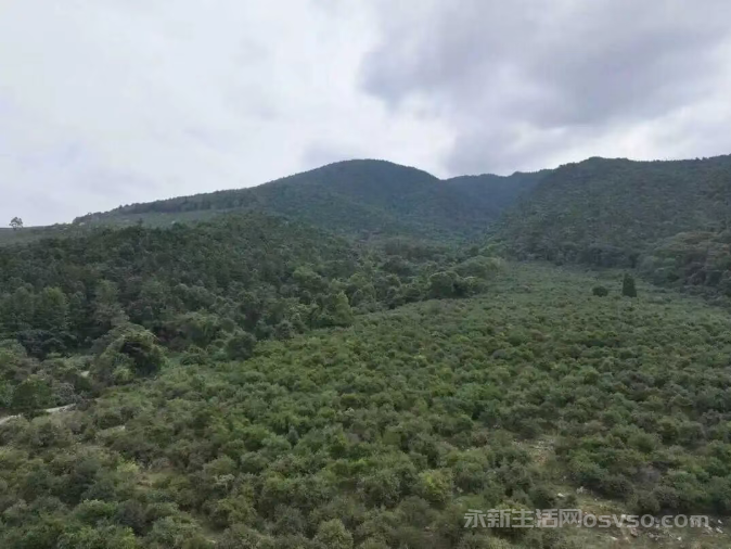 永新:15万亩油茶喜获丰收 “金色茶果”铺就致富路