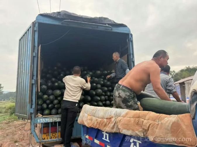 杨桥村黑皮冬瓜喜摘“致富果” 壮大集体经济绘就振兴景