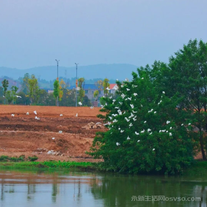 永新县禾水河畔一群白鹭时而展翅高飞