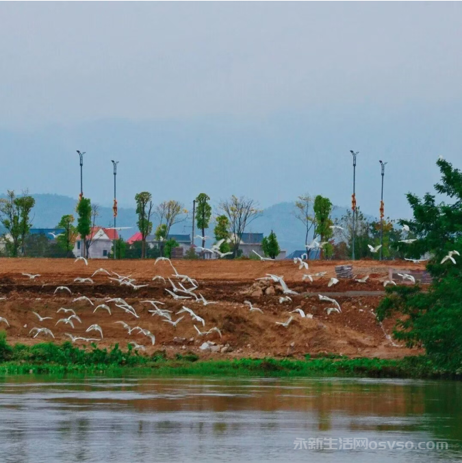 永新县禾水河畔一群白鹭时而展翅高飞