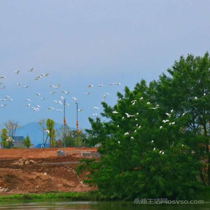 永新县禾水河畔一群白鹭时而展翅高飞