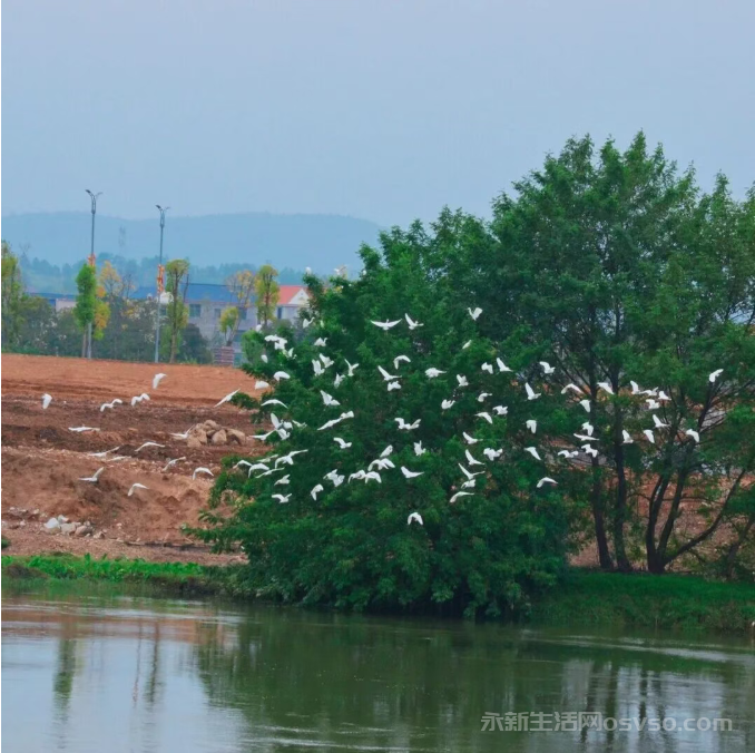 永新县禾水河畔一群白鹭时而展翅高飞