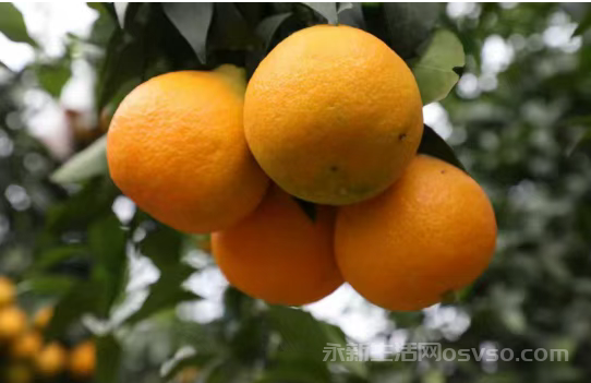 永新县莲洲乡柑橘迎丰收 不少游客闻讯前来体验采摘乐趣