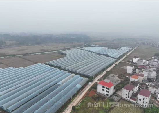 永新县莲洲乡柑橘迎丰收 不少游客闻讯前来体验采摘乐趣