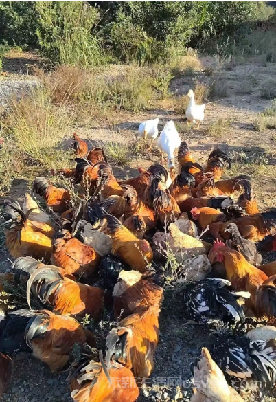 久违了百年的老土鸡