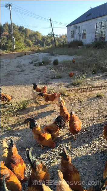 久违了百年的老土鸡