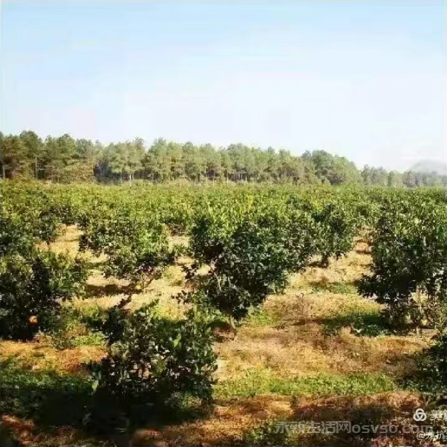 永新县才丰乡洲尾村：60万公斤脐橙向阳成熟红彤彤