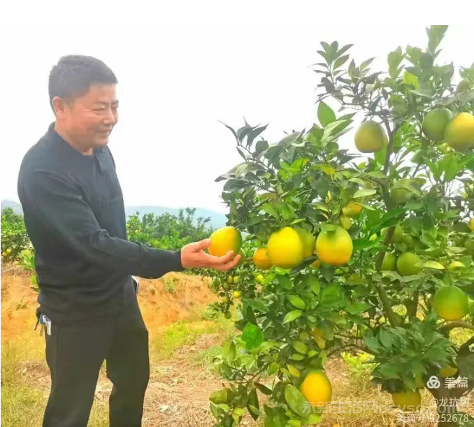 永新县才丰乡洲尾村：60万公斤脐橙向阳成熟红彤彤