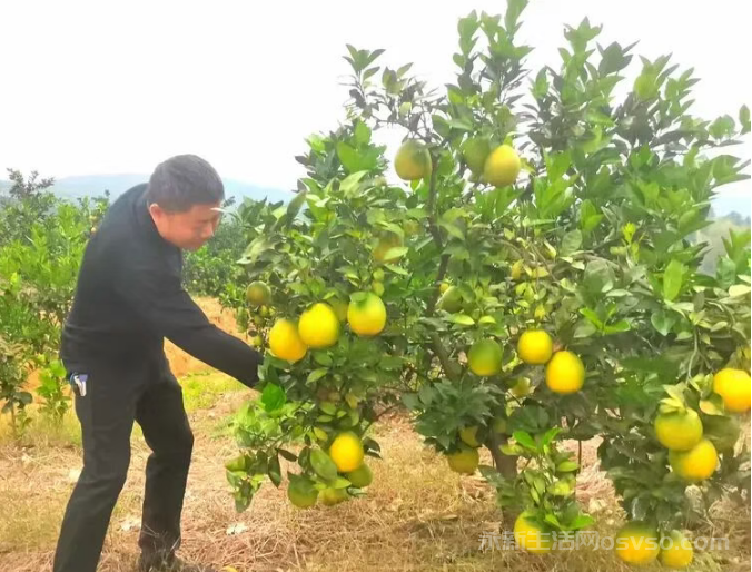 永新县才丰乡洲尾村：60万公斤脐橙向阳成熟红彤彤