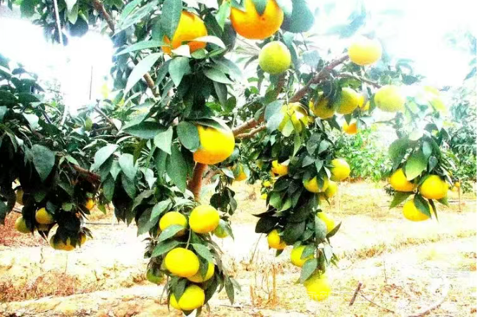 永新县才丰乡洲尾村：60万公斤脐橙向阳成熟红彤彤