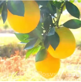 永新县才丰乡洲尾村：60万公斤脐橙向阳成熟红彤彤