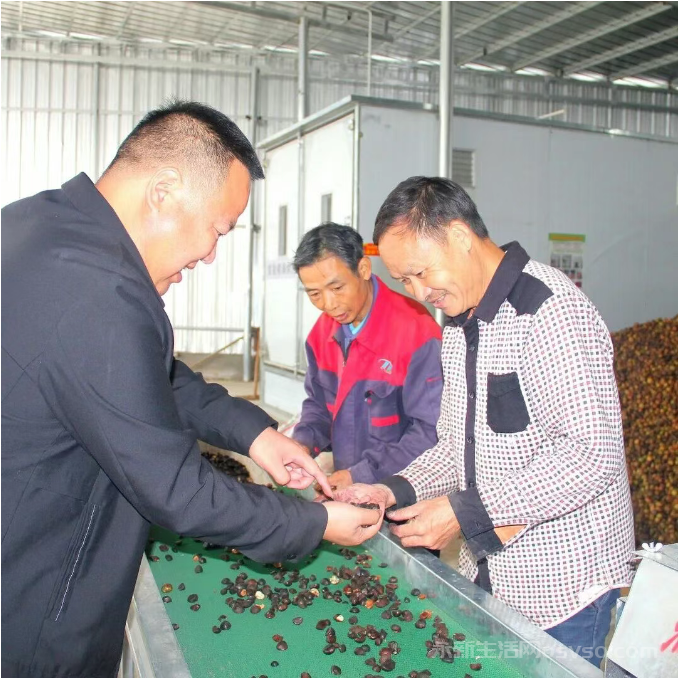 永新石桥镇：科技赋能油茶加工 破解产业瓶颈