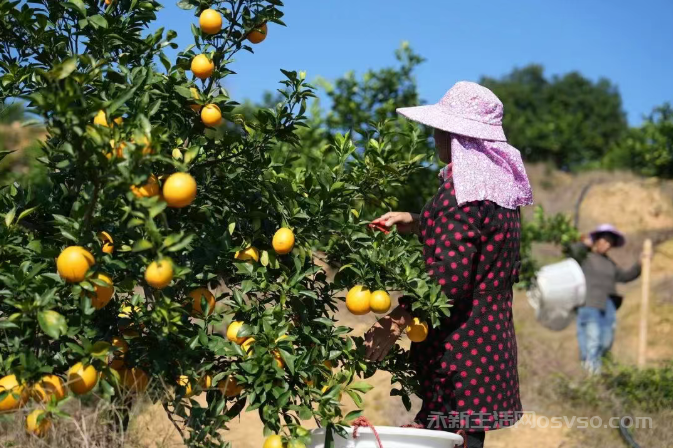 永新：脐橙满枝迎丰收 果农采收正当时