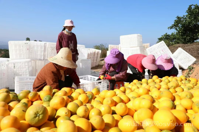 永新:脐橙满枝迎丰收 果农采收正当时
